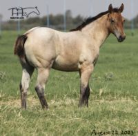 Crowheart Black Sox's 2023 Dun Roan Filly